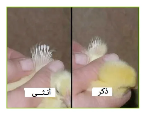 صور تجنيس الصيصان