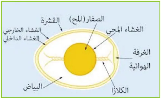 مكونات البيضة