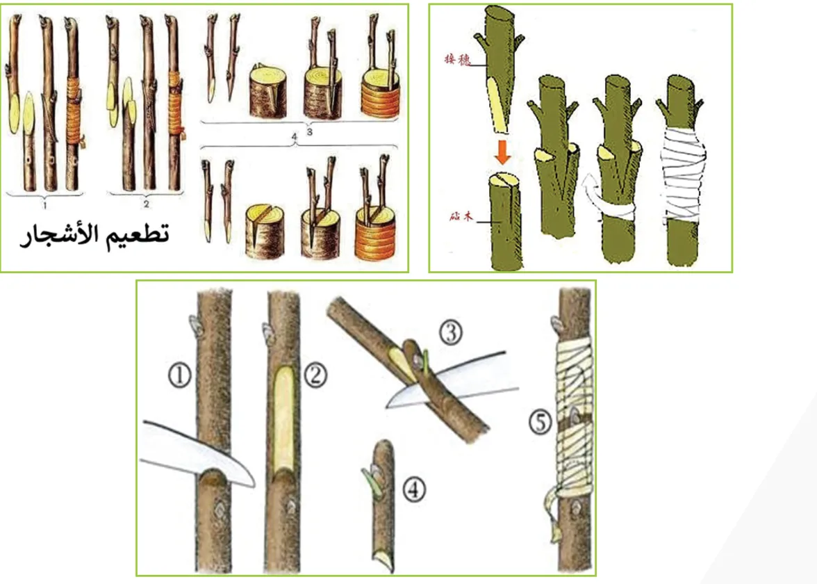 شكل (6-4): طرق التطعيم في أشجار الفاكهة
