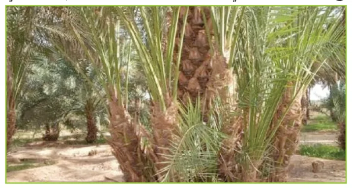 شكل (6-6): فسائل نخيل البلح