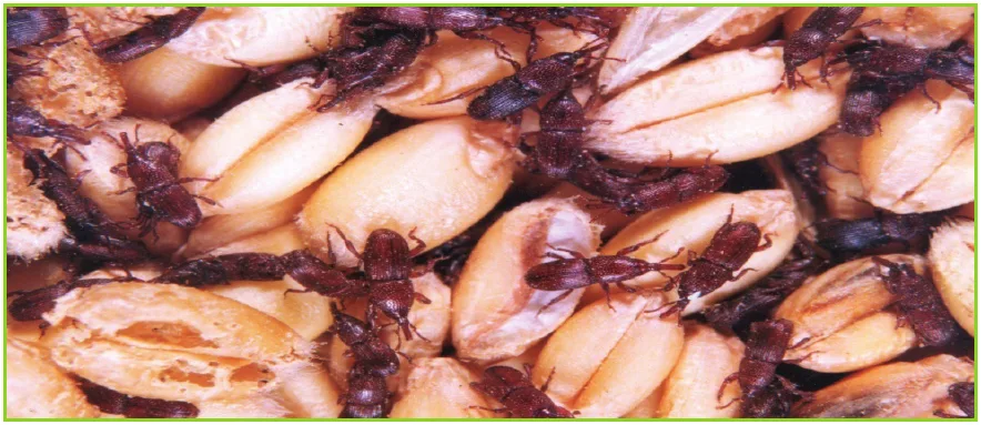 حشرة السوس