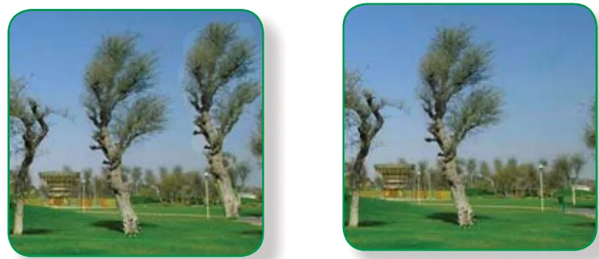 أداة النسخ Clone