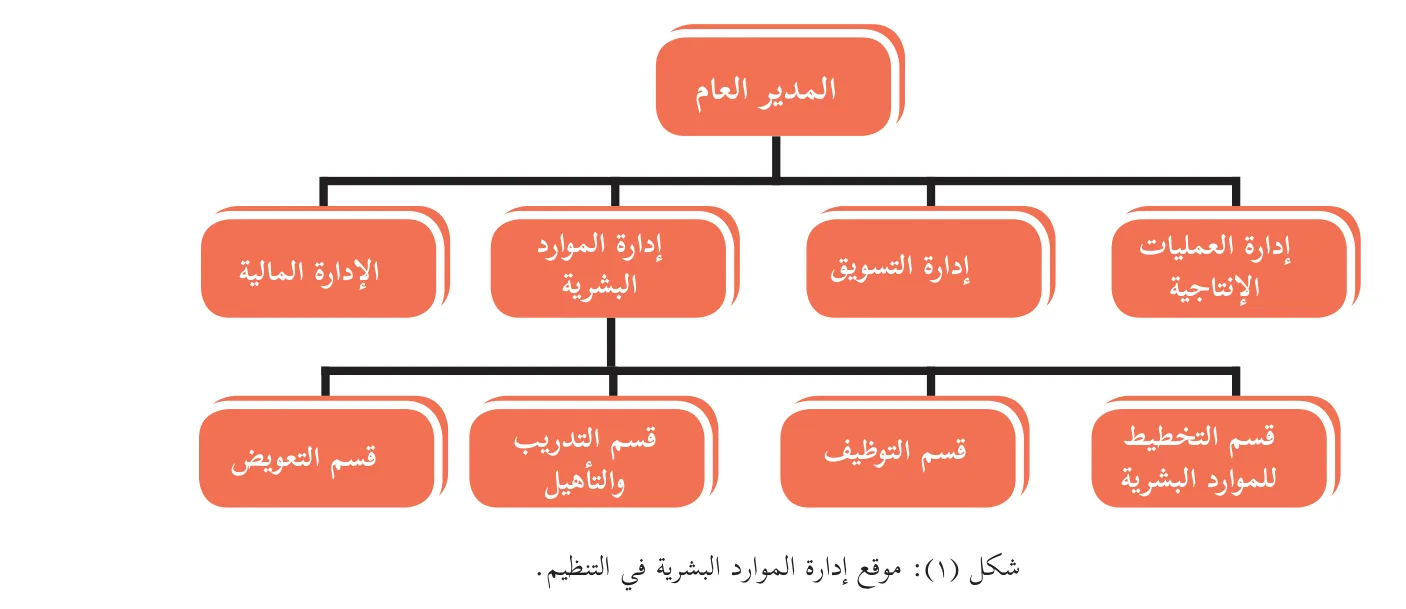 شكل (١): موقع إدارة الموارد البشرية في التنظيم.