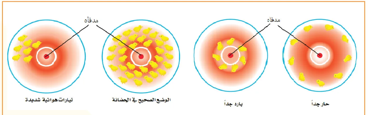 الوضع الصحيح للحضانة