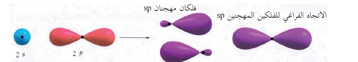الشكل (2-19): اندماج الأفلاك الذرية في ذرة البيريليوم لتكوين الأفلاك المهجنة sp والاتجاهات الفراغية للأفلاك المهجنة sp