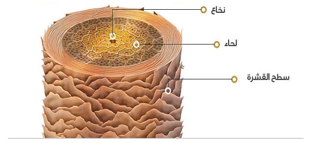 | الحراشف | اللحاء | النخاع | | --- | --- | --- | | تساعد في دخول الصَّبغة بنسبة 20% | تعطي الشَّعرة القوّة والمرونة<br>تحتوي على الميلانين والفيو ميلانين.<br>تساعد في دخول اللون بنسبة 80% | ليس لها علاقة بتغيّر لون الشَّعر. |