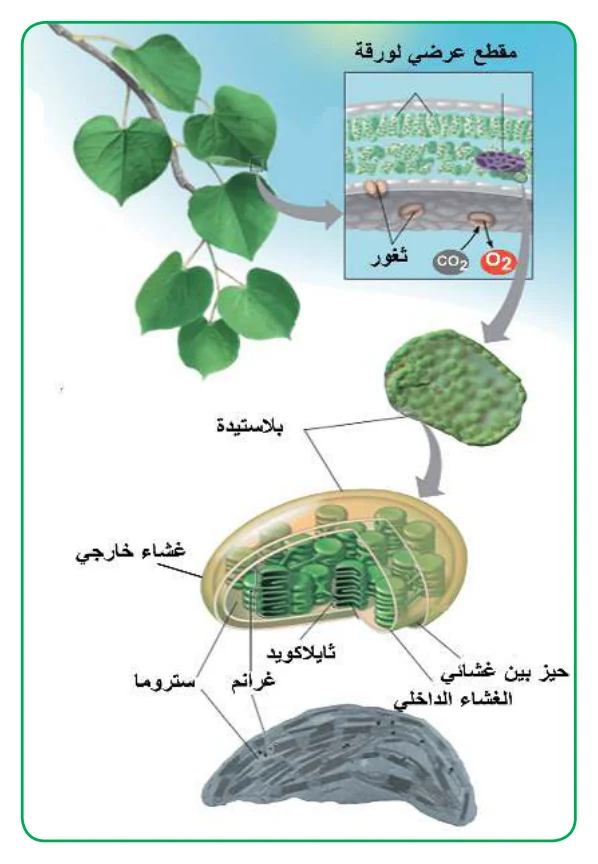 الشكل (2): مقطع عرضي في الورقة وتركيب البلاستيدة