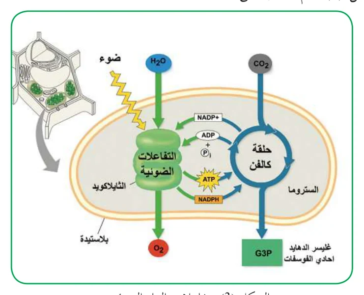 الشكل (3): تفاعلات البناء الضوئي