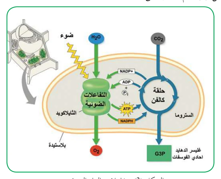 الشكل (3): تفاعلات البناء الضوئي