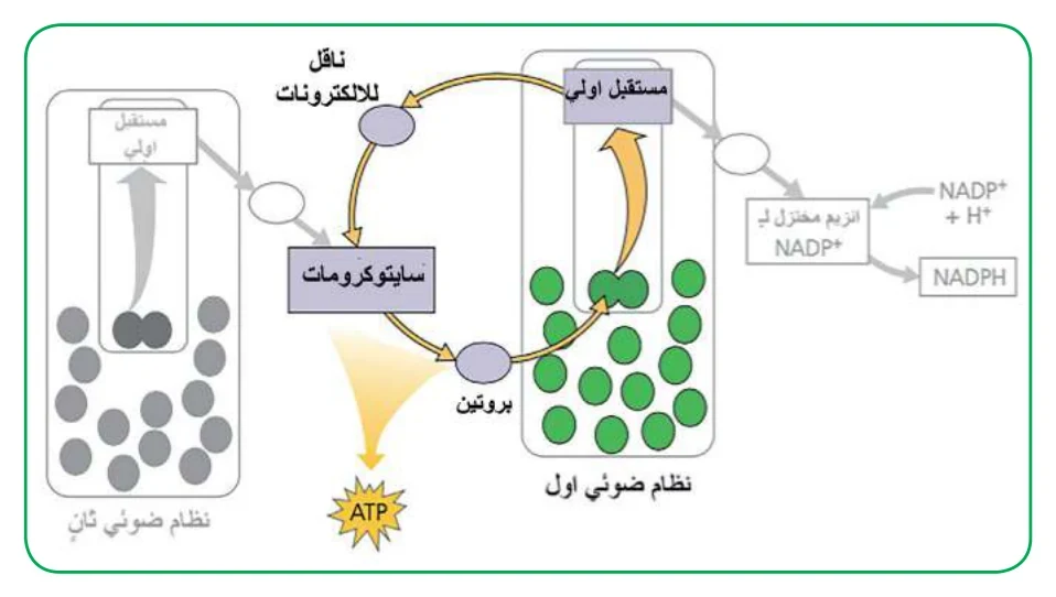 الشكل (7): تفاعلات المسار الإلكتروني الحلقي