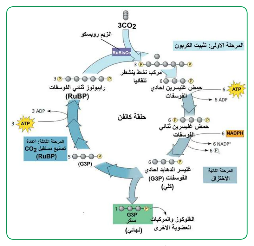 الشكل (8): تفاعلات حلقة كالفن