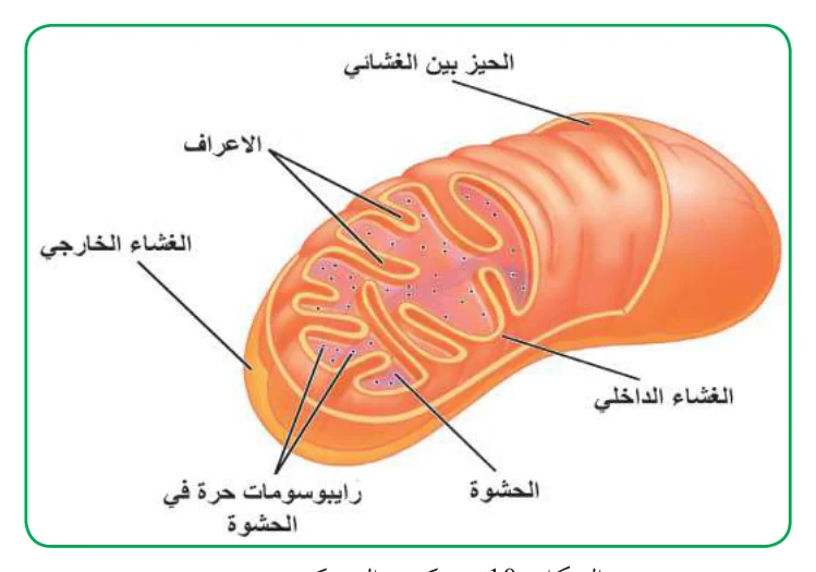الشكل (10): تركيب الميتوكندريون