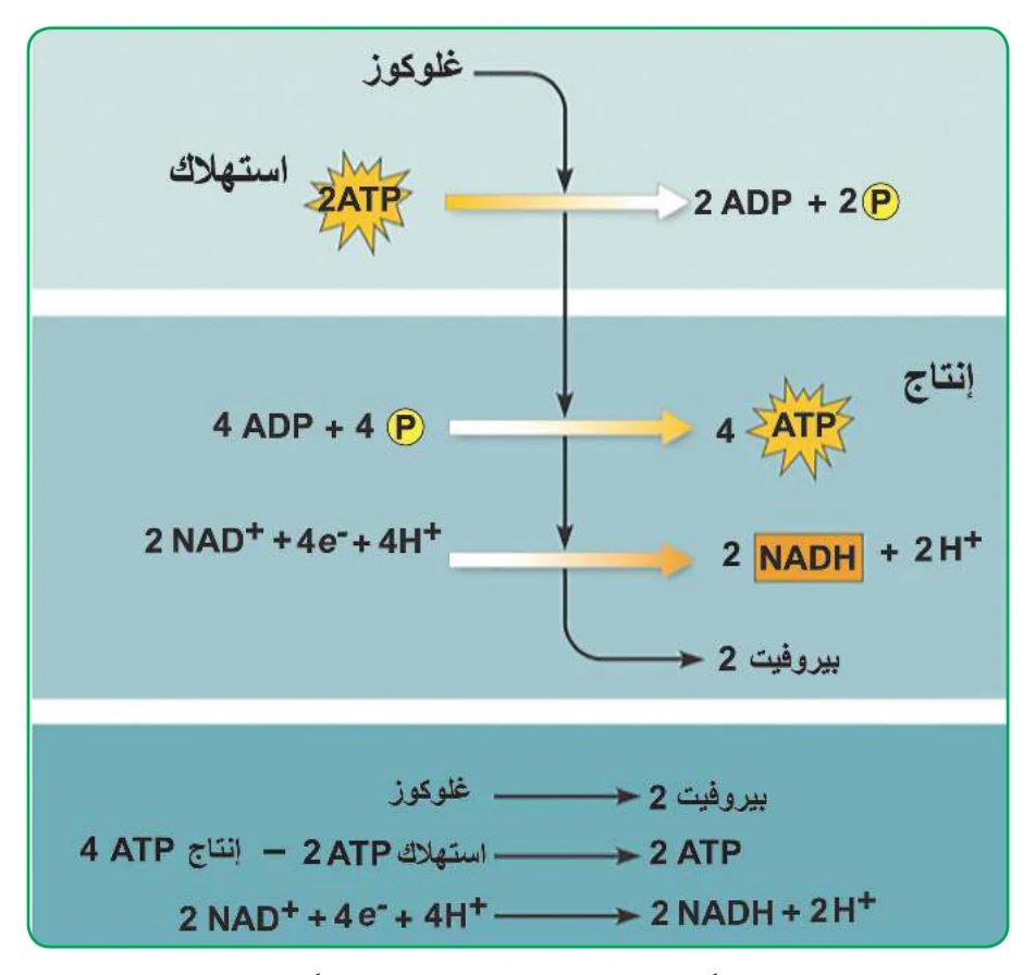 الشكل (11): ملخص لمرحلة التحلل الغلايكولي