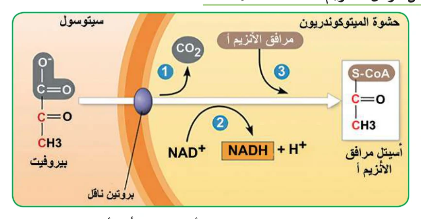 الشكل (12): تحول البيروفيت إلى الأسيتل مرافق الأنزيم – أ