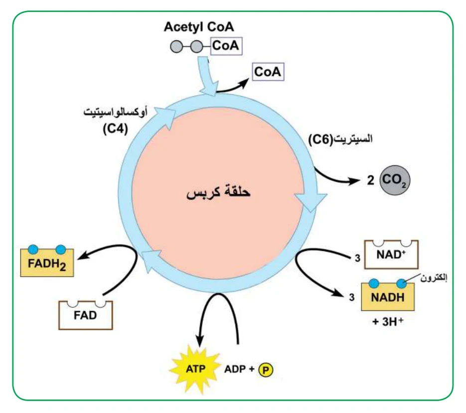 الشكل (13): حلقة كربس