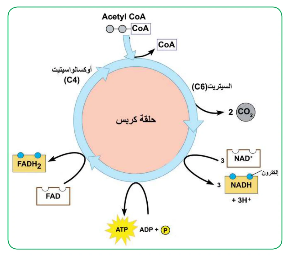 الشكل (13): حلقة كربس