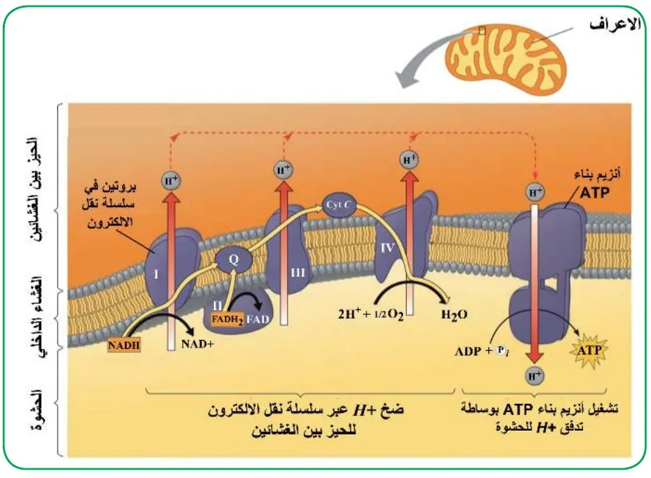 الشكل (14): مسار الإلكترونات وبناء ATP في سلسلة نقل الإلكترون