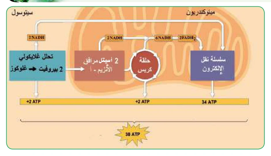الشكل (15): ملخص لتحلل جزيء غلوكوز واحد هوائياً