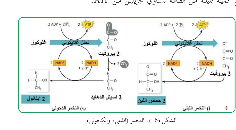 الشكل (16): التخمر (اللبني، والكحولي)