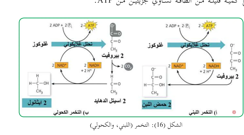 الشكل (16): التخمر (اللبني، والكحولي)