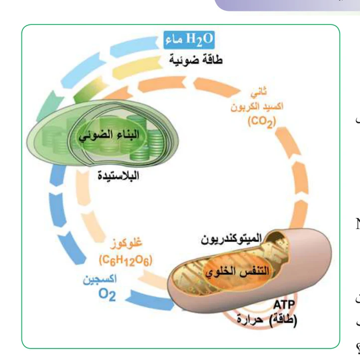 الشكل (17): التكامل بين البناء الضوئي والتنفس الخلوي