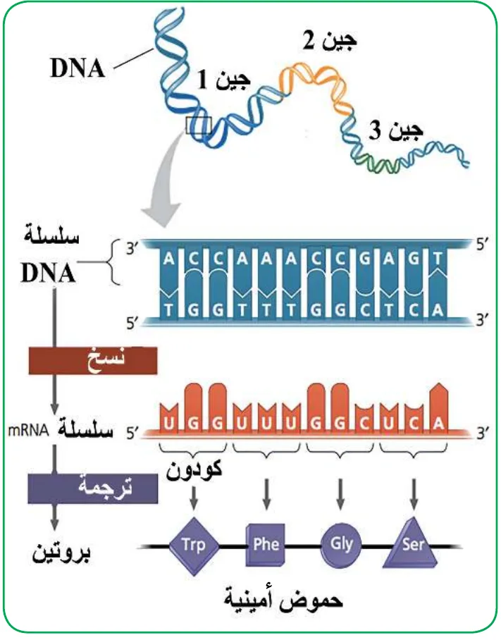 الشكل (1): تدفق المعلومات الوراثية بدءاً من DNA وحتى البروتين