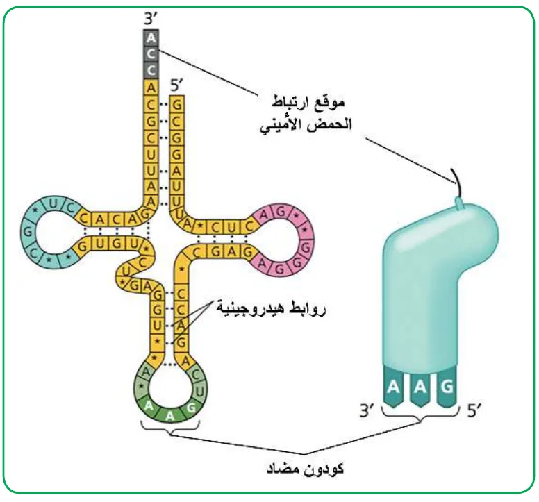 الشكل (2): رسم جزيئي وتخطيطي لتركيب tRNA