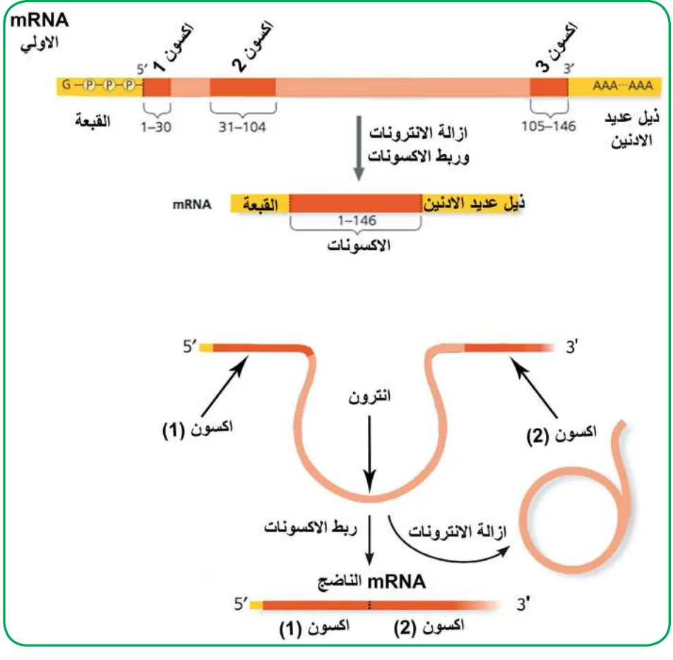 الشكل (4): مراحل عملية المعالجة، إضافة القبعة والذيل وإزالة الإنترونات