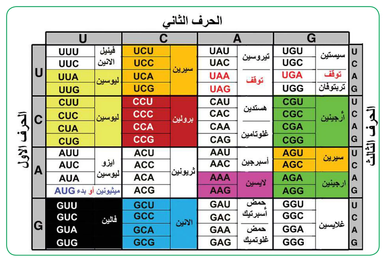 الشكل (5): التركيب الدقيق للرايبوسوم يُعد من الاكتشافات المذهلة