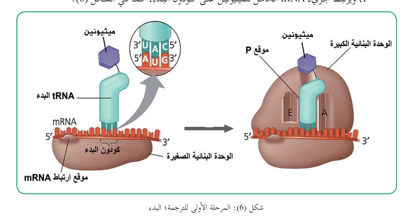 شكل (6): المرحلة الأولى للترجمة؛ البدء