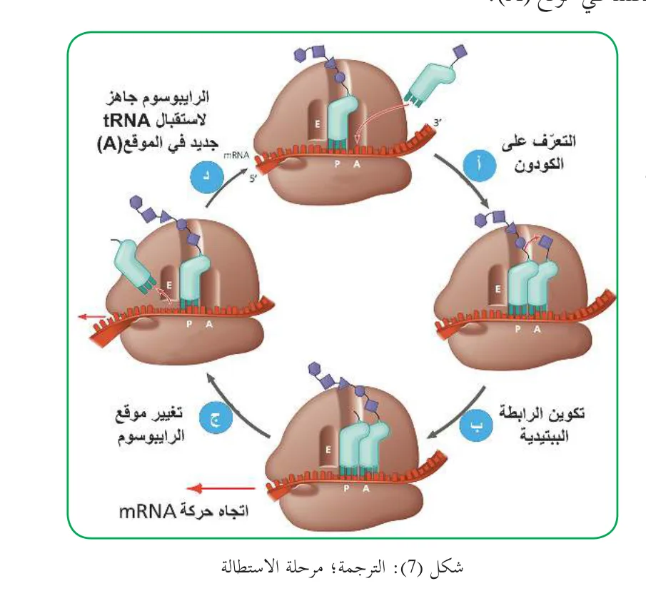 شكل (7): الترجمة؛ مرحلة الاستطالة