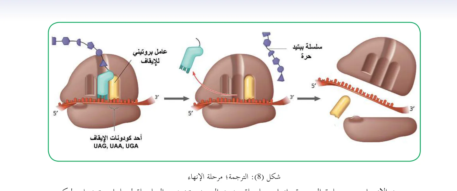 شكل (8): الترجمة؛ مرحلة الإنهاء