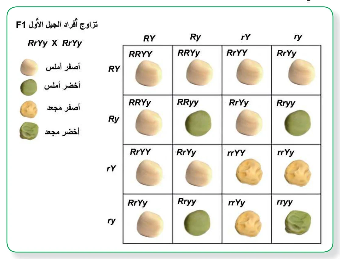 الشكل (2): نتائج التلقيح بين نباتي بازيلاء