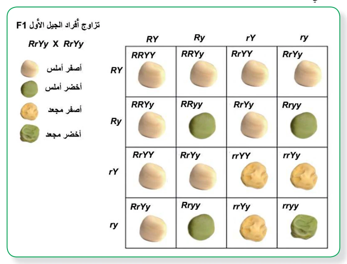 الشكل (2): نتائج التلقيح بين نباتي بازيلاء