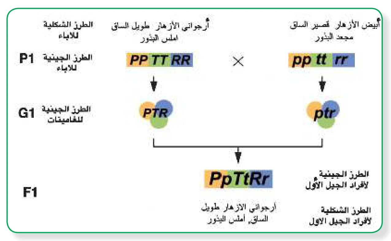 الشكل (3): أفراد الجيل الأول نتيجة تلقيح نبتتي بازيلاء بثلاث صفات