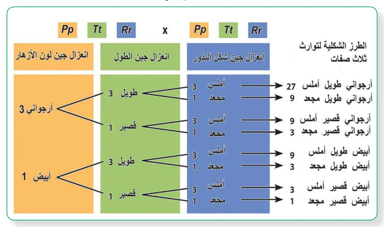 الشكل (4): طريقة الخطوط المتفرعة في حل المسائل الوراثية
