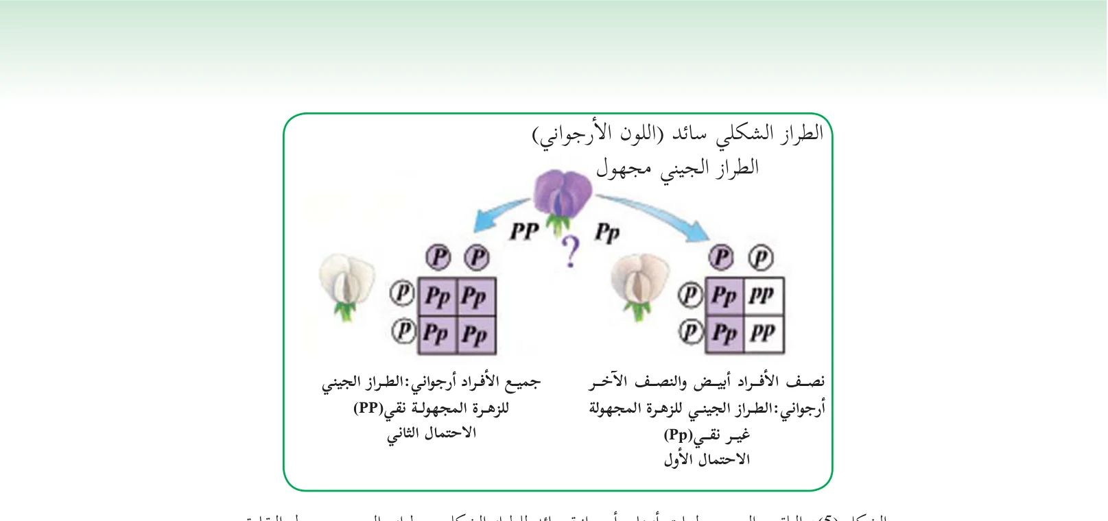 الشكل (5): التلقيح التجريبي لنبات أزهاره أرجوانية سائد للطراز الشكلي و طرازه الجيني مجهول النقاوة
