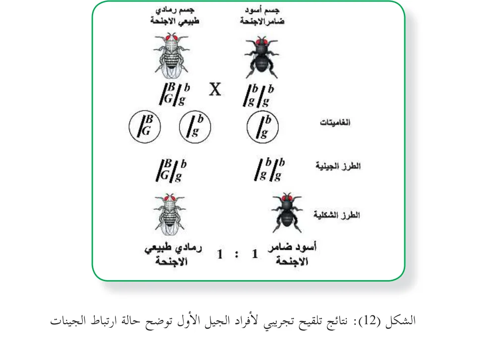 الشكل (12): نتائج تلقيح تجريبي لأفراد الجيل الأول توضح حالة ارتباط الجينات