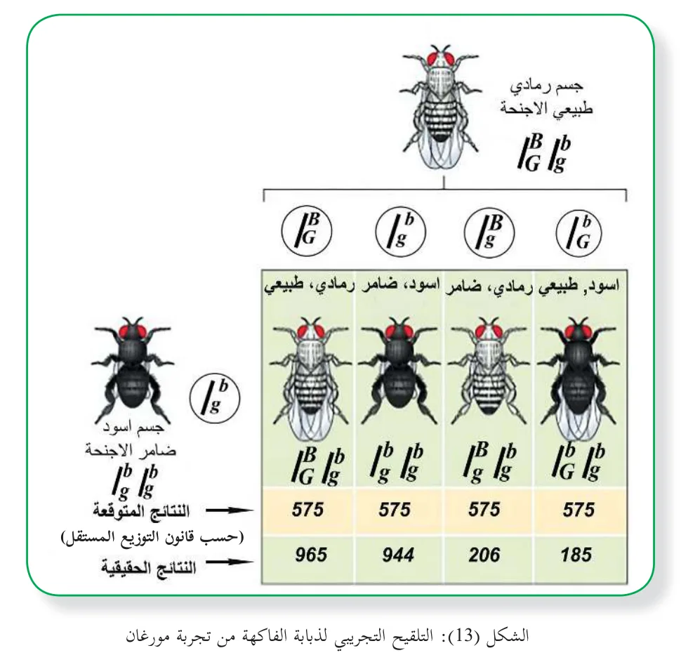 الشكل (13): التلقيح التجريبي لذبابة الفاكهة من تجربة مورغان