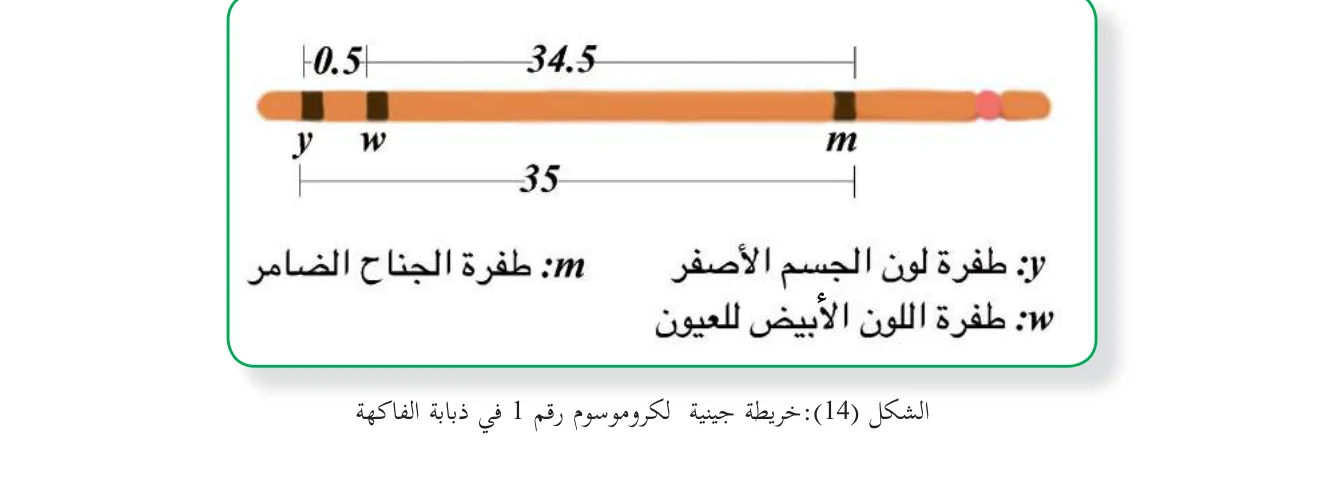 الشكل (14): خريطة جينية لكروموسوم رقم 1 في ذبابة الفاكهة