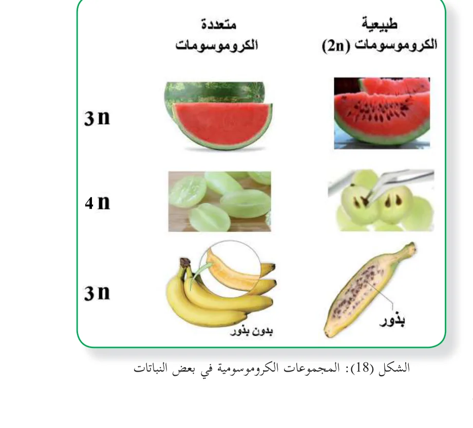 الشكل (18): المجموعات الكروموسومية في بعض ال ا الك ة ف اتا النباتات