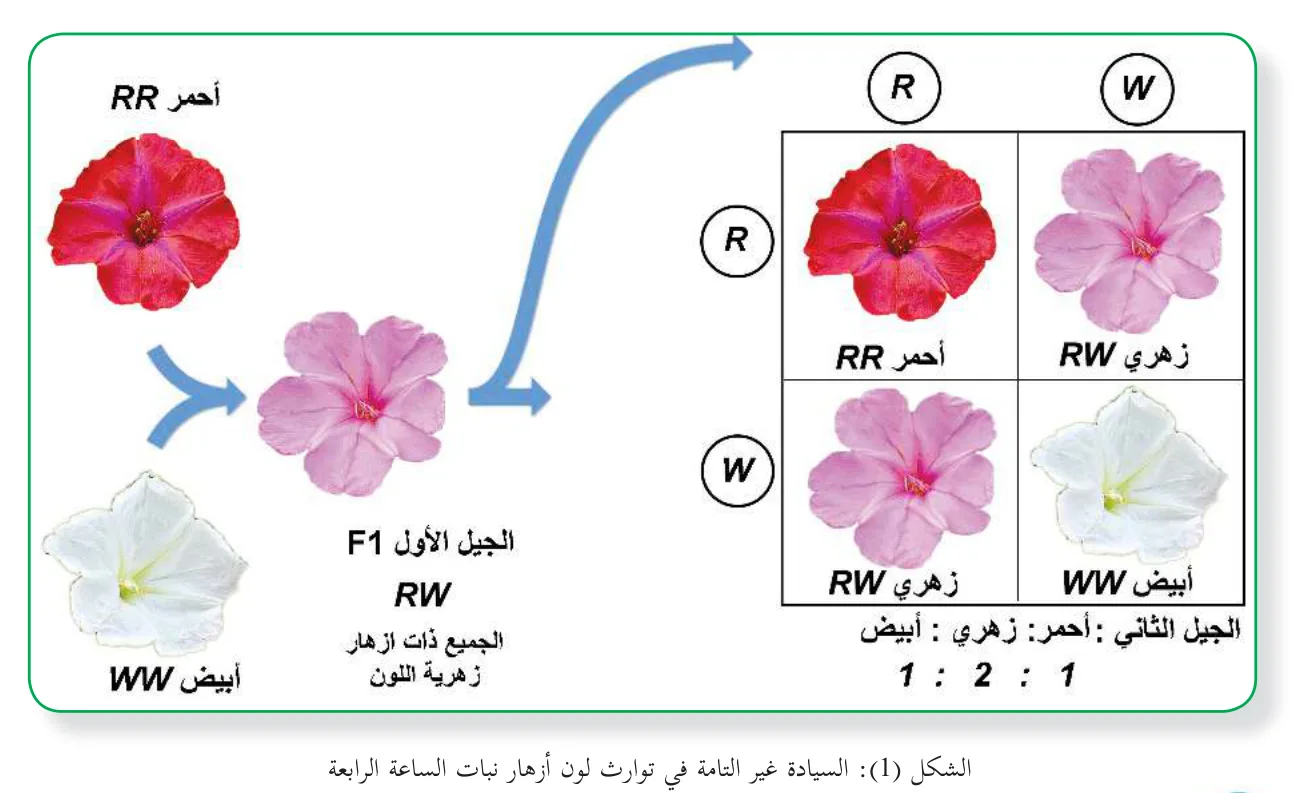 الشكل (1): السيادة غير التامة في توارث لون أزهار نبات الساعة الرابعة