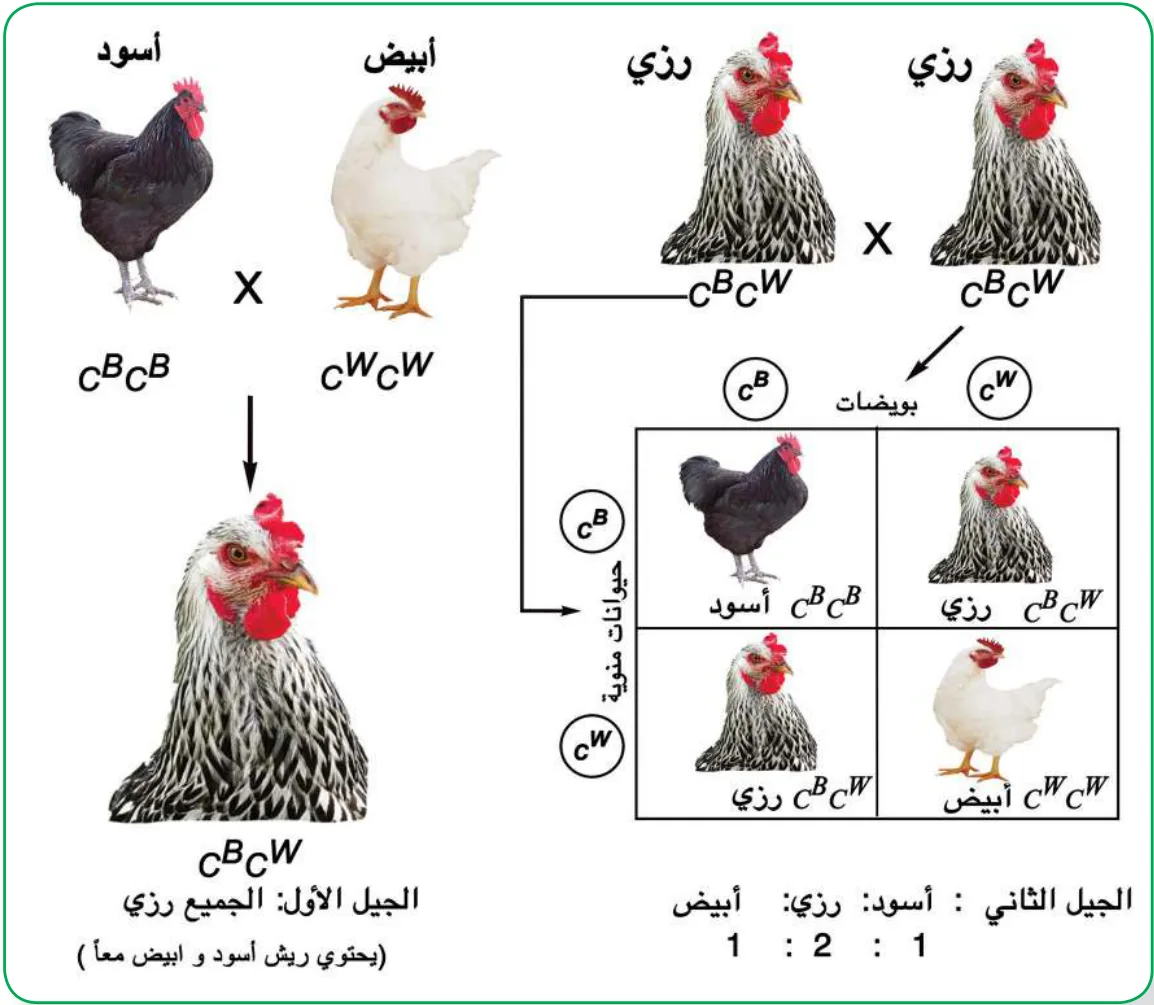 الشكل (2): آلية توارث اللون في الدجاج كمثال على السيادة المشتركة