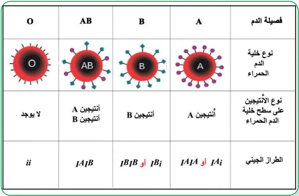 الشكل (3): فصائل الدم عند الإنسان