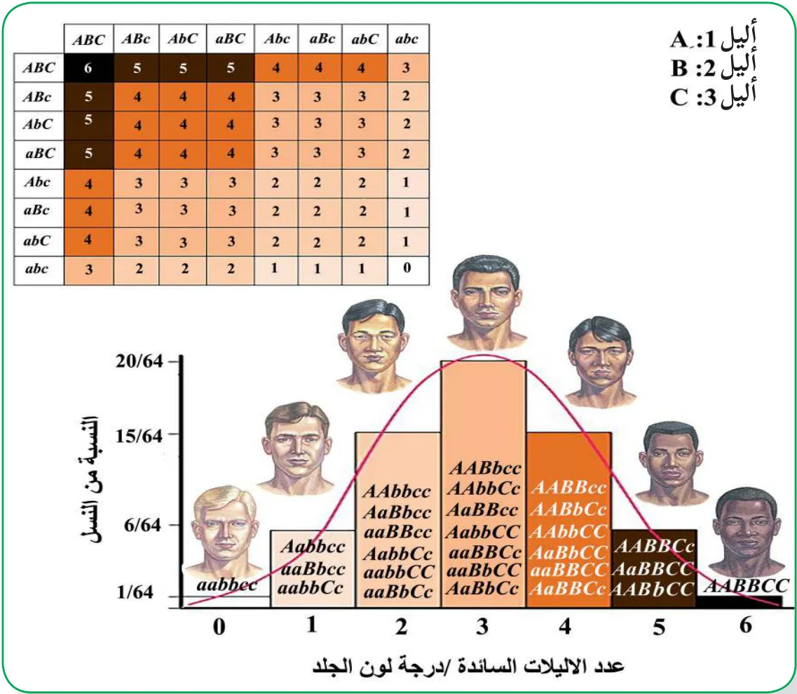 الشكل (7): وراثة صفة لون الجلد في الإنسان
