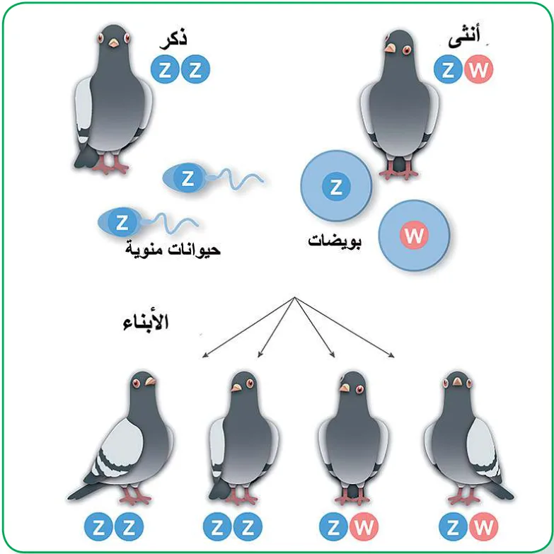 الشكل (8): آلية تحديد الجنس في الطيور