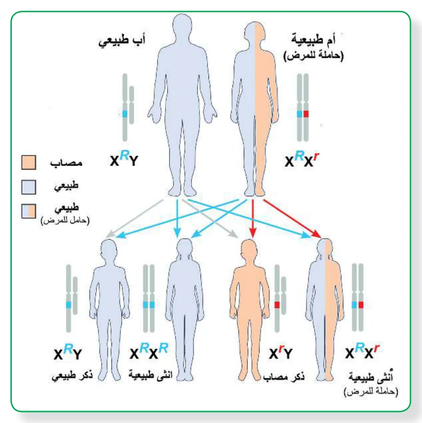 الشكل (9): توارث الإصابة لمرض عسر النمو العضلي التدريجي