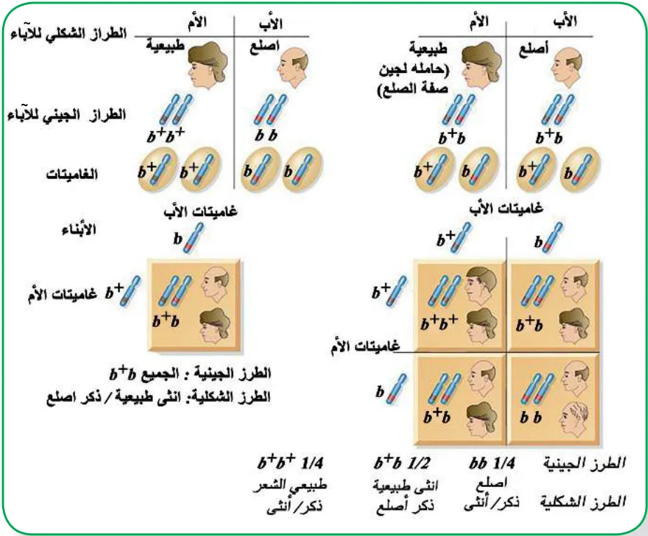 الشكل (10): وراثة صفة الصلع و تأثرها بالجنس