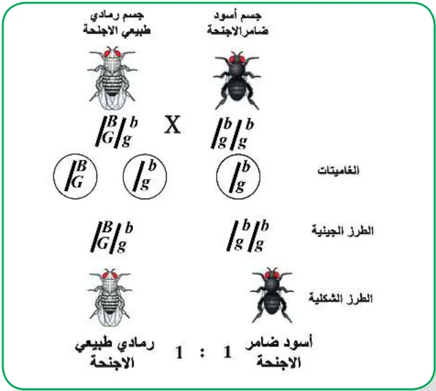 الشكل (12): نتائج تلقيح تجريبي لأفراد الجيل الأول توضح حالة ارتباط الجينات
