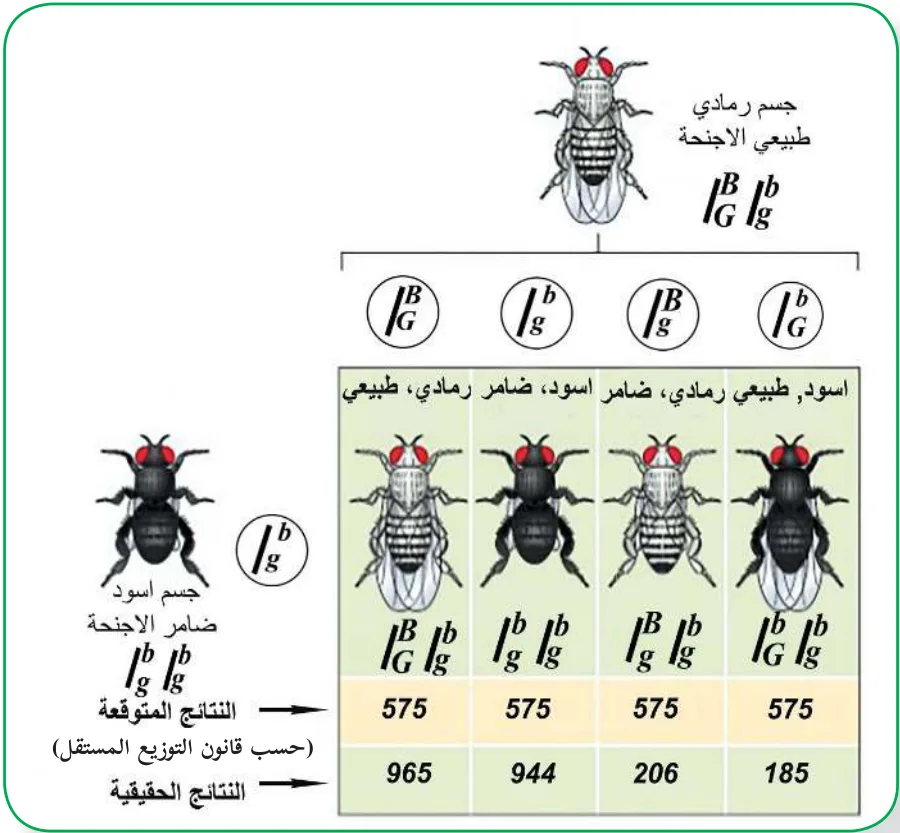 الشكل (13): التلقيح التجريبي لذبابة الفاكهة من تجربة مورغان